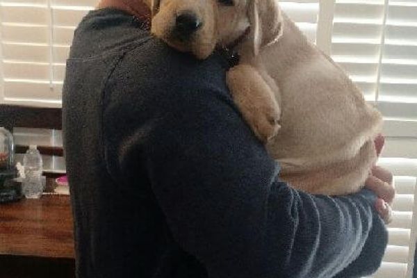 The Promotion A Sweet Little Dog Story By James Tate